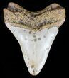 Bargain, Megalodon Tooth - North Carolina #59120-1